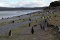 Eine Insel voller Pinguine nahe Harberton