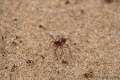 Sehr große Ameisen