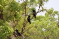 Schwarze Kakadus