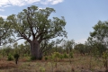 Baobab in Western Australia
