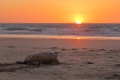 Schildkröte auf dem Weg zurück ins Meer