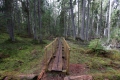 Estland 6 - Lahemaa Nationalpark - Der Oandu Nature Trail ist ein wirklich sehr schöner Wanderweg durch den Nationalpark