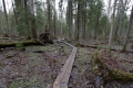 Estland 7- Lahemaa Nationalpark - Große Teile des Wegs führen auf Planken durch Moore