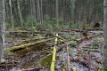 Estland 8 - Lahemaa Nationalpark - Gerade auch im Vergleich zu den umliegenden Kiefernwäldern wird deutlich wie sich ein Wald entwickelt, wenn er sehr lange sich selbst überlassen wird.