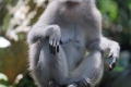 Im Affenwald von Ubud leben mehrere Gruppen Makaken mehr oder weniger wild