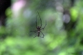 Ein paar Meter neben dem Weg hängt diese große Spinne. Ihr Köper ist etwa so groß wie eine Maus, für Menschen ist sie aber nicht gefährlich.