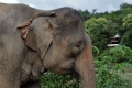 In Laos kann man vielerorts Elefanten in Camps sehen. Wild kommen sie wohl nur noch sehr selten vor. Die meisten Elefanten wurden früher als Arbeitstiere benutzt und haben heute vermutlich ein besseres Leben. Allerdings gibt es auch in den Touristencamps Unterschiede, bezüglich des Umgangs mit den Tieren.