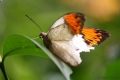 Kuala Lumpur - Schmetterlingspark