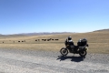 Direkt am Anfang der Mongolei begrüßt mich eine Herde Yaks