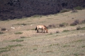 Takhi - Mongolische Wildpfere im Khustain Nationalpark