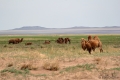 In der trockeneren Landschaft sieht man weniger Yaks und Ziegen, dafür mehr Kamele