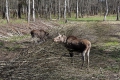 In der Nähe von Kostroma gibt es eine Elchfarm. Da ich der einzige fremdsprachige Besucher bin bekomme ich eine private Führung vom Leiter der Anlage und kann auch in die Gehege zu den Elchen. Die Farm ist einzigartig, für die Haltung der Elche ist es notwendig, dass die Tiere sich frei in den umliegenden Wäldern bewegen können.
