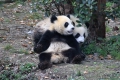 Chendu - in der Panda Aufzuchtstation sind über 100 Große Pandas unterschiedlichen alters zuhause