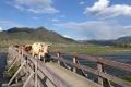 Altai - In Ongudai laufen die meisten Tiere frei herum